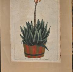 Set of Four Botanicals 19th century or earlier - 4329115