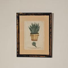 Set of Four Botanicals 19th century or earlier - 4329116