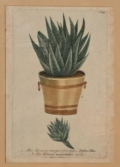 Set of Four Botanicals 19th century or earlier - 4329117