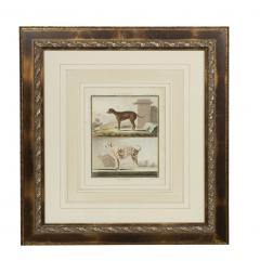 Set of Four Hand Colored Engravings of Dogs - 3996274