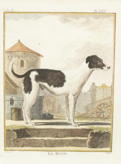 Set of Four Hand Colored Engravings of Dogs - 3996276