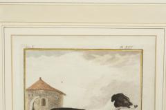 Set of Four Hand Colored Engravings of Dogs - 3996283