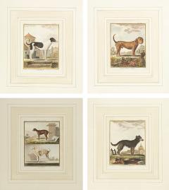 Set of Four Hand Colored Engravings of Dogs - 3998079