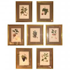 Set of Seven Botanical Prints of Fruit Signed Peter Drafet - 4249834
