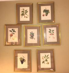 Set of Seven Botanical Prints of Fruit Signed Peter Drafet - 4249835