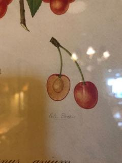 Set of Seven Botanical Prints of Fruit Signed Peter Drafet - 4249836