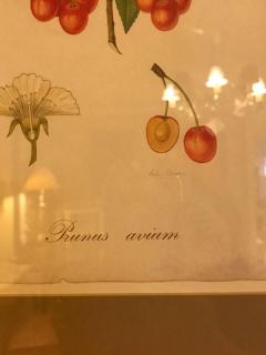 Set of Seven Botanical Prints of Fruit Signed Peter Drafet - 4249837