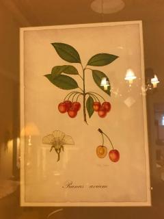Set of Seven Botanical Prints of Fruit Signed Peter Drafet - 4249838