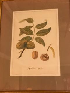 Set of Seven Botanical Prints of Fruit Signed Peter Drafet - 4249840