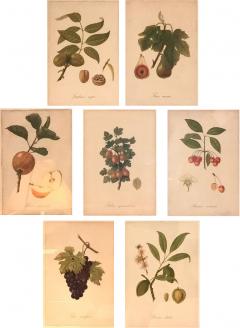 Set of Seven Botanical Prints of Fruit Signed Peter Drafet - 4250082