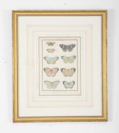 Set of Six 19th Century Butterfly Prints in Gilt Wood Frames - 2104374