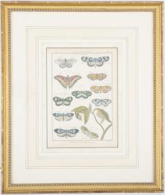 Set of Six 19th Century Butterfly Prints in Gilt Wood Frames - 2104375