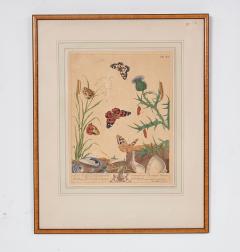 Set of Six Framed 18th c Engravings of Moths - 4590736