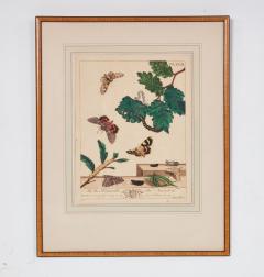 Set of Six Framed 18th c Engravings of Moths - 4590739