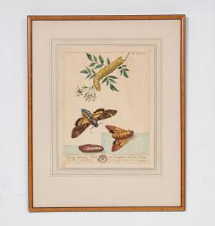 Set of Six Framed 18th c Engravings of Moths - 4590740