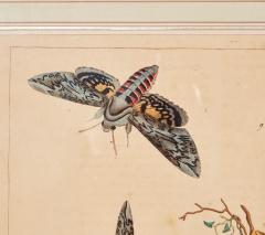 Set of Six Framed 18th c Engravings of Moths - 4590741