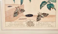 Set of Six Framed 18th c Engravings of Moths - 4590743