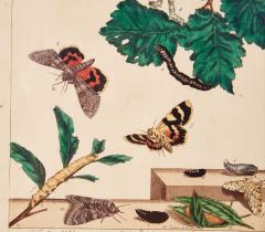 Set of Six Framed 18th c Engravings of Moths - 4590744