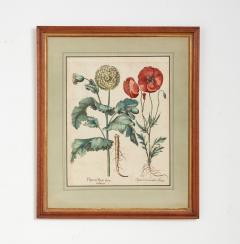 Set of Three Besler Botanicals - 4223112