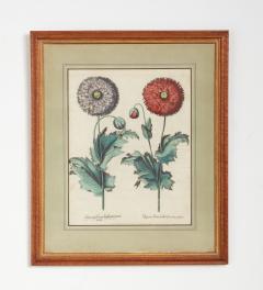 Set of Three Besler Botanicals - 4223113