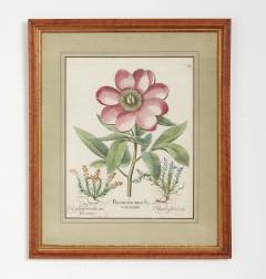 Set of Three Besler Botanicals - 4223114