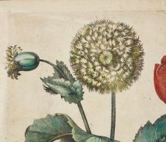 Set of Three Besler Botanicals - 4223117