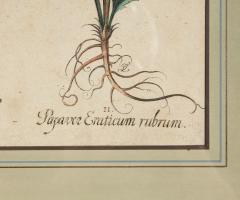 Set of Three Besler Botanicals - 4223119