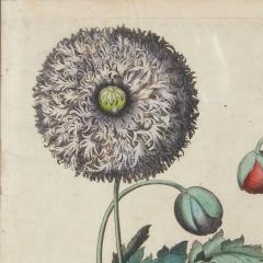 Set of Three Besler Botanicals - 4223122
