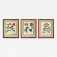 Set of Three Besler Botanicals - 4225925