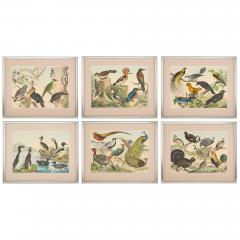 Set of six framed Continental 20th century bird prints - 4467177