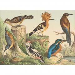 Set of six framed Continental 20th century bird prints - 4467184