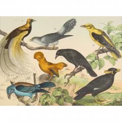 Set of six framed Continental 20th century bird prints - 4467185