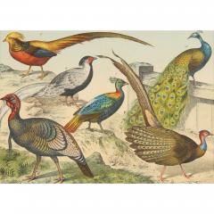Set of six framed Continental 20th century bird prints - 4467188
