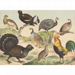 Set of six framed Continental 20th century bird prints - 4467191