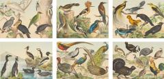 Set of six framed Continental 20th century bird prints - 4467219