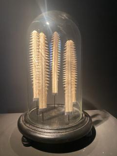 Set of small Sawfish Teeth - 2936401