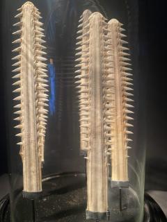 Set of small Sawfish Teeth - 2936405