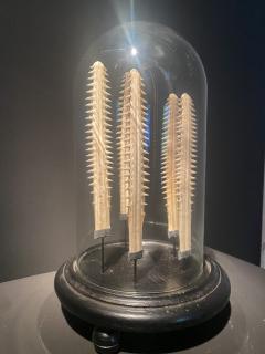 Set of small Sawfish Teeth - 2936407