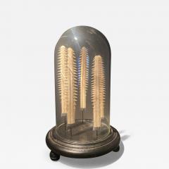 Set of small Sawfish Teeth - 2939981