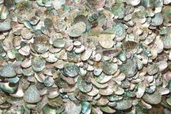 Spectacular Abalone Shell Coffee Table  - 1549122