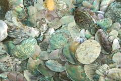 Spectacular Abalone Shell Coffee Table  - 1549124