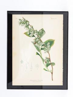 Staggerbush Botanical Print on Paper USA Early 20th C  - 3621207