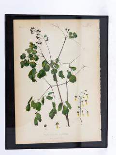 Staggerbush Botanical Print on Paper USA Early 20th C  - 3621216