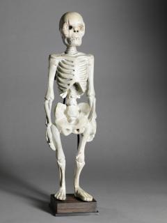 Standing Human Skeleton Sculptured in Wood - 1867022