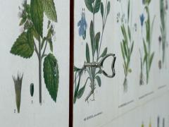 Swedish Modern Nordens Flora Cabinet Birch Floral Lithographs Sweden 1940s - 4751333