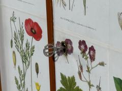 Swedish Modern Nordens Flora Cabinet Mahogany Lithographs Sweden 1940s - 4774208