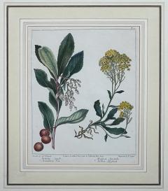 Sydenham Edwards Pair English Early 19th Century Framed Botanical Engravings - 4557148
