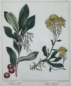 Sydenham Edwards Pair English Early 19th Century Framed Botanical Engravings - 4557149