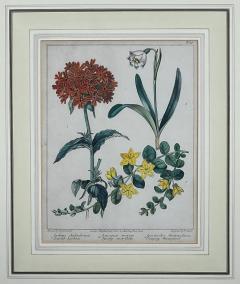 Sydenham Edwards Pair English Early 19th Century Framed Botanical Engravings - 4557151