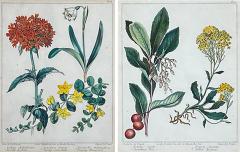 Sydenham Edwards Pair English Early 19th Century Framed Botanical Engravings - 4558449
